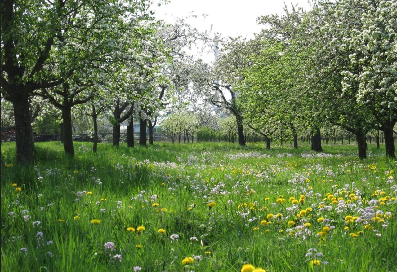 Bischweier Ferienwohnung Zwischen Rhein Und Schwarzwald מראה חיצוני תמונה